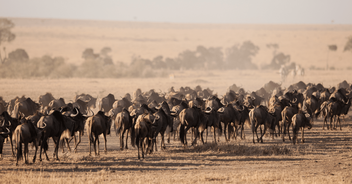 Great Migration