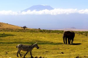 elephant-and-zebra-with-the-kilimanjaro-at-the-bac-2021-04-06-04-18-33-utc (Custom)-min (Custom)
