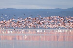 Flock of pink flamingos from Lake Manyara, Tanzania. African safari