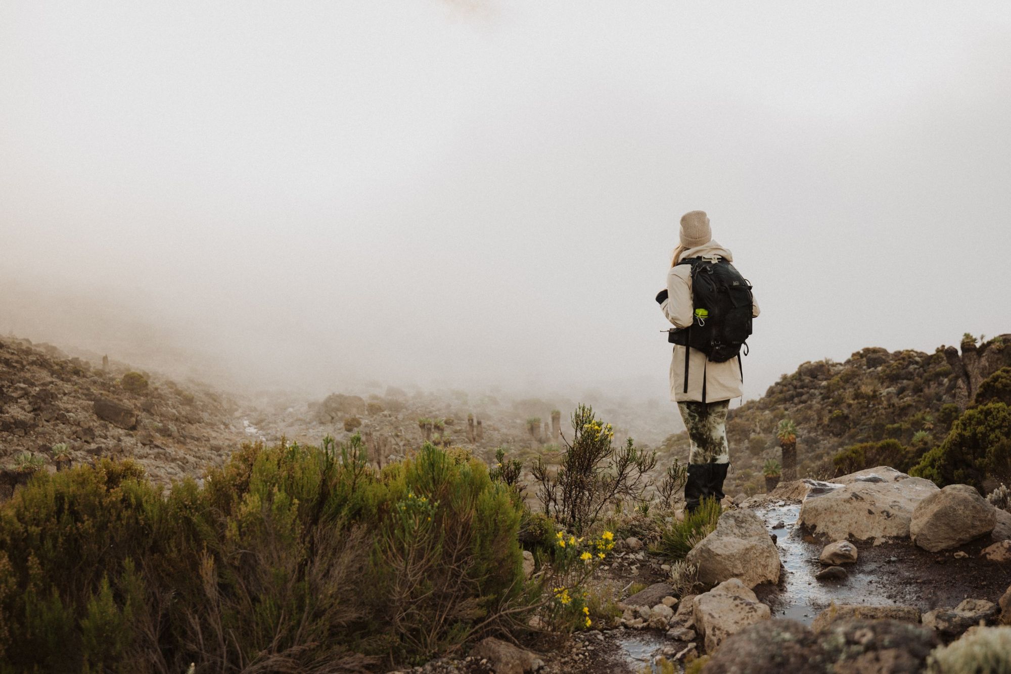 A climber pausing on the trail to look out over misty moorland dotted with giant groundsels