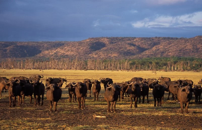 Lake Manyara’s Wildlife Population | Climb Kili