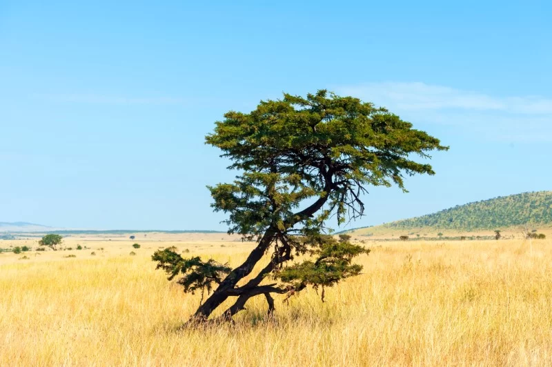 Northern Serengeti Safari Tour