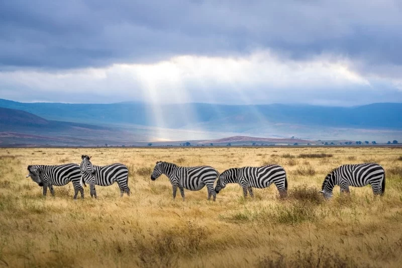 Serengeti Safari Tour Operators | Climb Kili